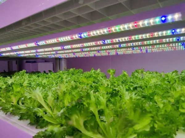 Competitors Among LED Grow Light Manufacturers